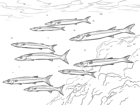 Yellowtail Barracuda Shoal Coloring Page